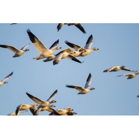 Snow Geese, Bosque Del Apache, New Mexico Print Wall Art By Paul Souders