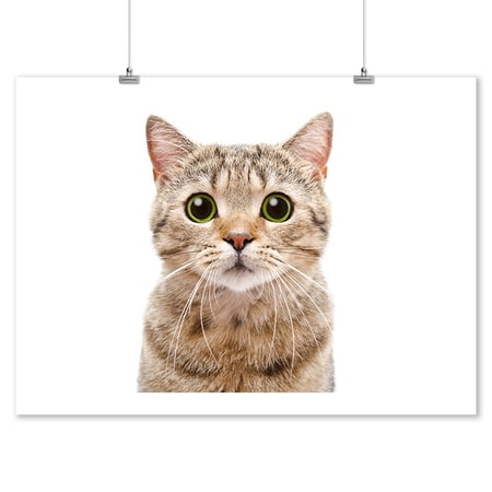 Portrait of a Surprised cat Scottish Photography A-90254 (9x12 Art Print, Wall Decor Travel Poster)