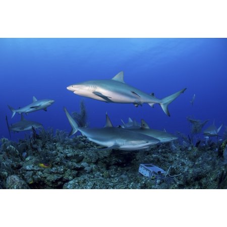 Caribbean reef sharks swimming along the reef off of Cuba Canvas Art - Mathieu MeurStocktrek Images (17 x 12)