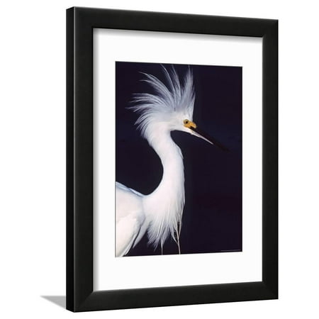 Snowy Egret in Breeding Plumage Framed Print Wall Art By Charles Sleicher