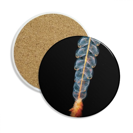 Ocean Jellyfish Science Nature Picture Coaster Cup Mug Tabletop Protection Absorbent Stone
Ocean Jellyfish Science Nature Picture Coaster Cup Mug Tabletop Protection Absorbent Stone