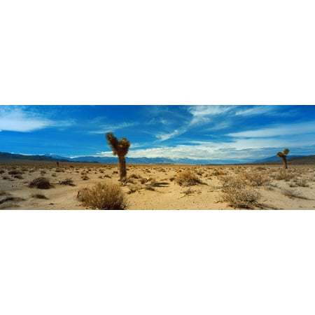 Joshua Tree in a Desert, Mojave Desert, California, USA Print Wall Art By Panoramic Images