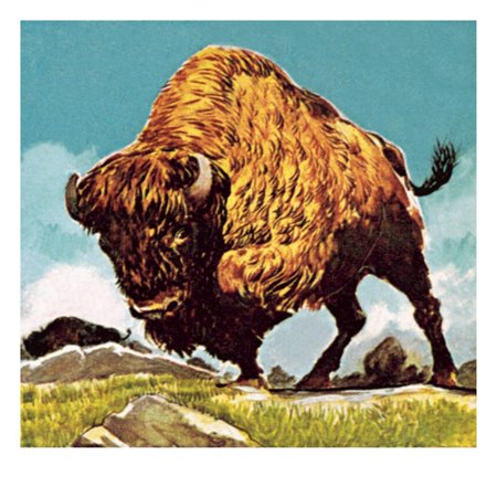 Bison Print Wall Art By English School