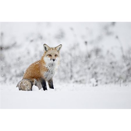 Posterazzi DPI12271386 Fox Sitting in The Snow - Montreal Quebec Canada Poster Print - 19 x 12 in.