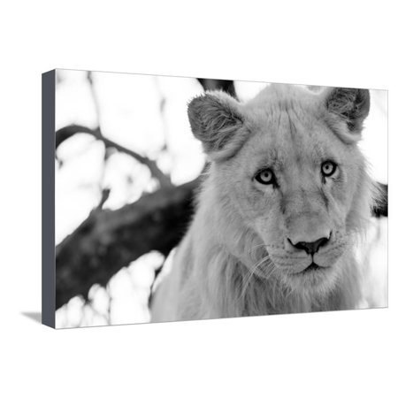 Male Lion Stretched Canvas Print Wall Art By Beth Wold
