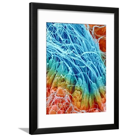 Sperm in rat testis Framed Print Wall Art By Micro Discovery