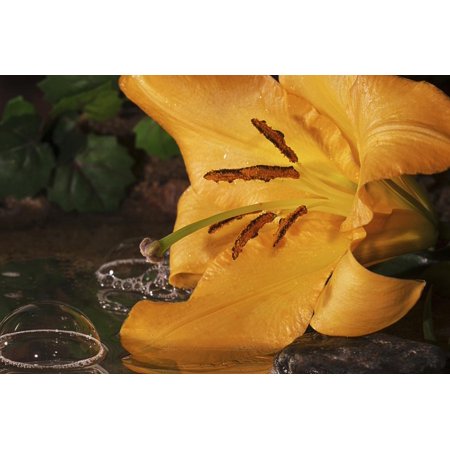 Yellow Lily Print Wall Art By Gordon Semmens