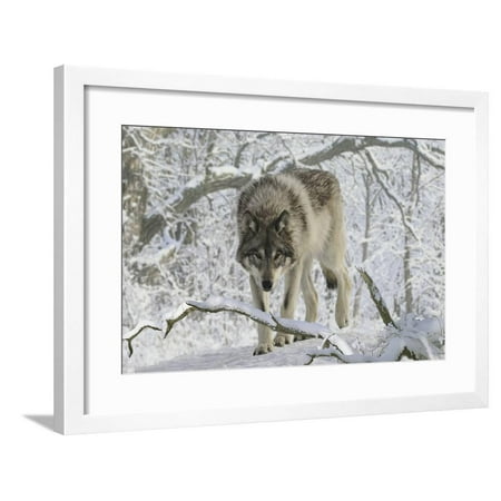 Zoo Wolf 03 Framed Print Wall Art By Gordon Semmens