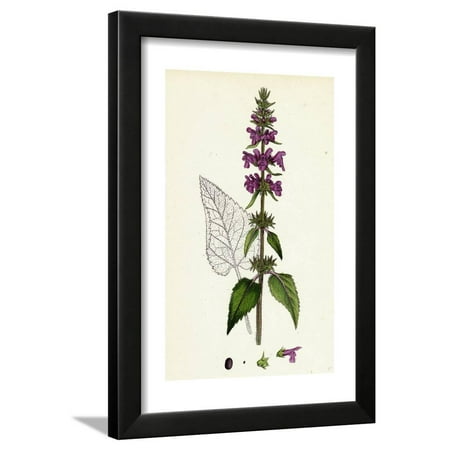 Stachys Sylvatica Hedge Woundwort Framed Print Wall Art