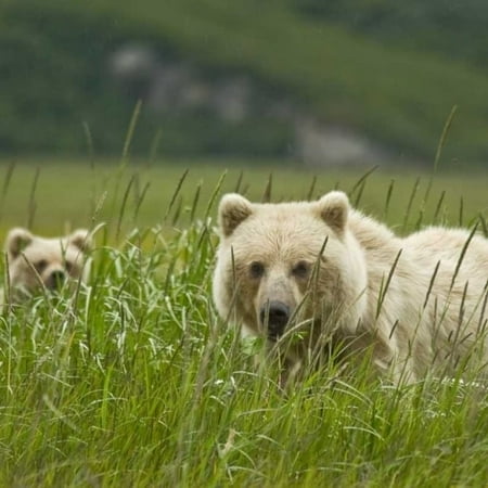 AK Lake Clark NP Blonde grizzly bear and cub by Wendy Kaveney - Item # VARPDXUS02BJA0119
AK Lake Clark NP Blonde grizzly bear and cub by Wendy Kaveney - Item # VARPDXUS02BJA0119