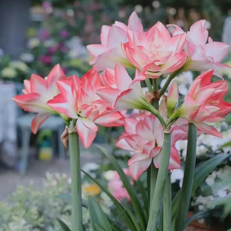 Amaryllis bulbs Home Garden Decoration Bright for Planting Perennials Bulbs for Planting Pots to Grow
Amaryllis bulbs Home Garden Decoration Bright for Planting Perennials Bulbs for Planting Pots to Grow