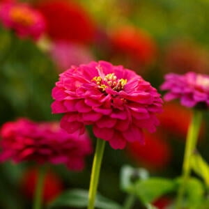 Zinnia PEPITO MIX DWARF Heirloom 10” Petite Low Grow 5 Colors Non-GMO 100 Seeds!