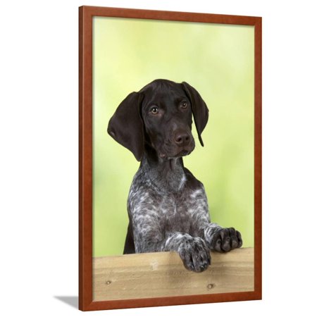 German Shorthaired Pointer Looking over a Fence Framed Print Wall Art