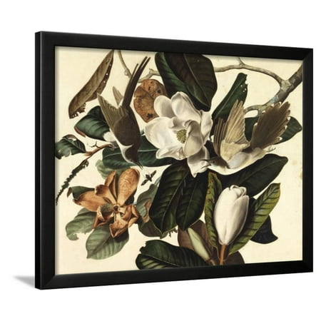 Black-Billed Cuckoo, 1822 Framed Print Wall Art By John James Audubon