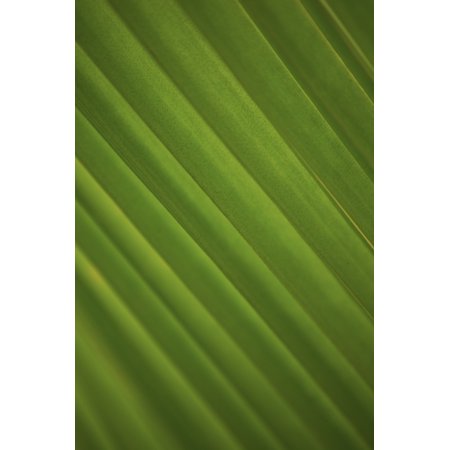 Close-Up Detail Of Coconut Palm Leaf Yellow And Green Stretched Canvas - Dana Edmunds Design Pics (24 x 36)
