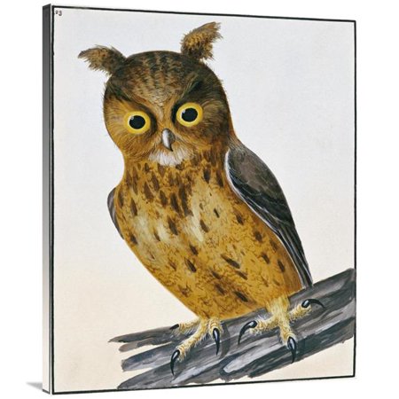 40 in. Owl Art Print - William Lewin