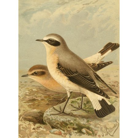 Birds of the British Islands 1885 Wheatear Stretched Canvas - John G Keulemans (24 x 36)