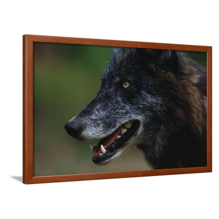 Gray Wolf Framed Print Wall Art By W. Perry Conway