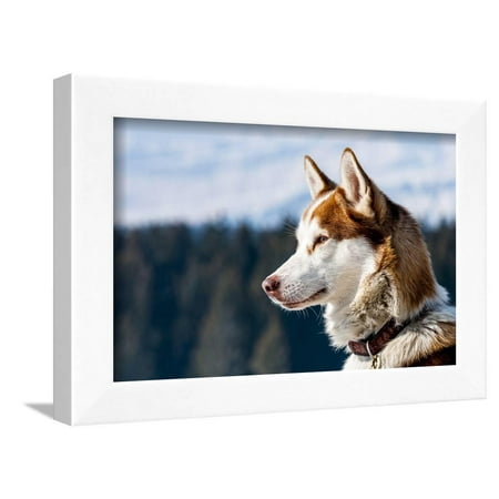 Siberian Husky in the Snow Framed Print Wall Art By vent du sud