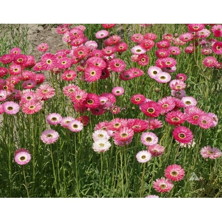 PAPER DAISY Pink Everlasting Florists Crafters Pollinators Non-GMO 200 SEEDS!