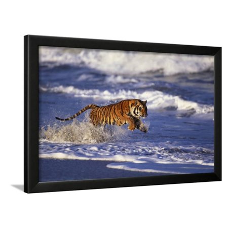 Bengal Tiger Running along the Beach Framed Print Wall Art By DLILLC