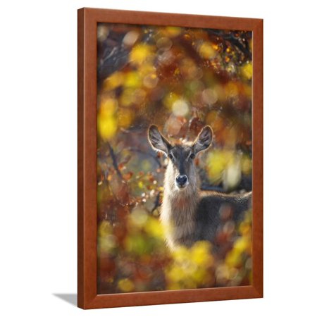 Waterbuck, South Africa Framed Print Wall Art By Richard Du Toit