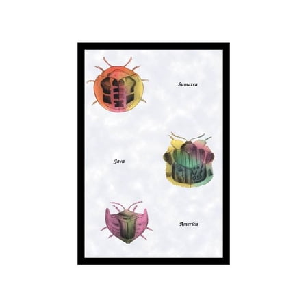 Beetles of Sumatra, Java And America #1 Print (Unframed Paper Print 20x30)