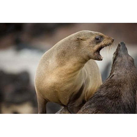 Namibia Cape Cross Seal Reserve Southern Fur Seals Stretched Canvas - Paul Souders DanitaDelimont (24 x 15)