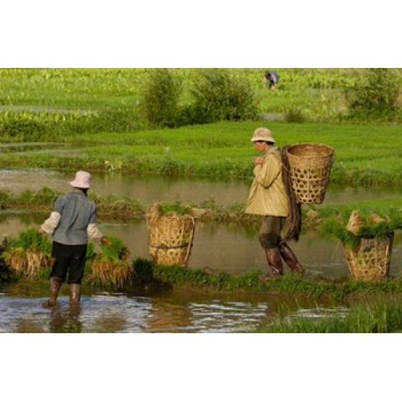 Bai Minority Carrying Rice Plants in Baskets Jianchuan County Yunnan Province China Canvas Art - Pete Oxford DanitaDelimont (38 x 26)