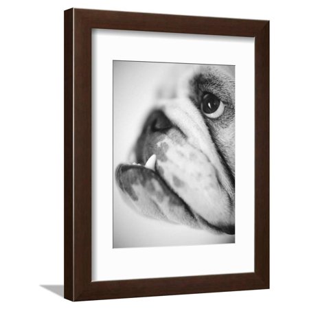 Face of a Bulldog Framed Print Wall Art By Henry Horenstein