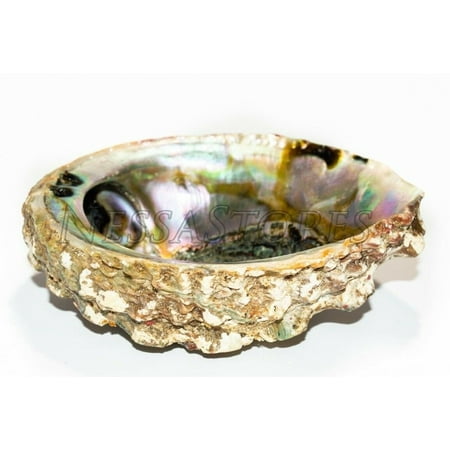 Pink Abalone Sea Shell One Side Polished Beach Craft 4 - 5 (1 pc) #JC-11
