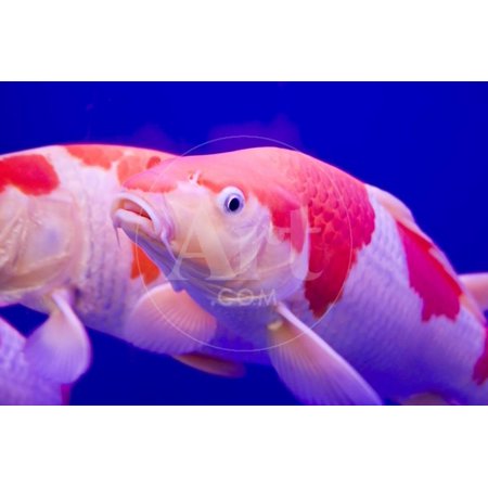 Big Colorful Koi Carp Print Wall Art By yuyang