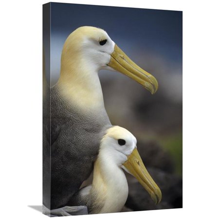 16 x 24 in. Waved Albatrosses Mating, Galapagos Islands, Ecuador Art Print - Tui De Roy