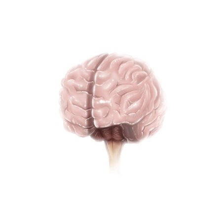 Brain surface anatomy Poster Print by Alan GesekStocktrek Images