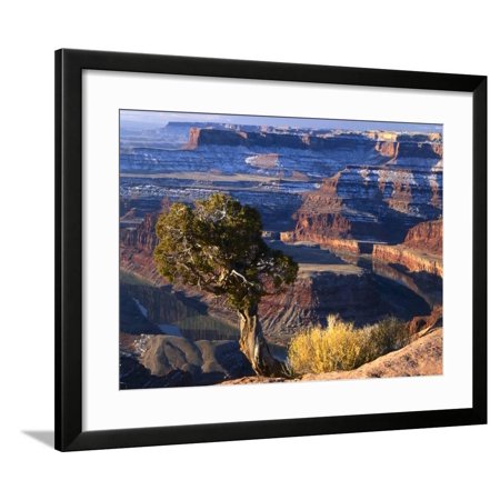 Juniper on Rim of Colorado River Canyon at Deadhorse Point, Deadhorse Point State Park, Utah, USA Framed Print Wall Art By Scott T. Smith