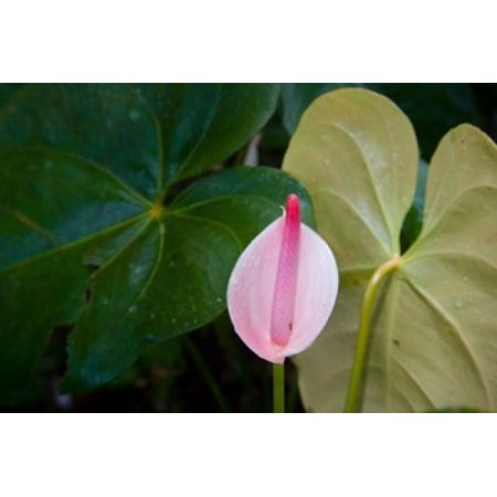 Peace Lily Jardin De Balata Martinique French Antilles West Indies Stretched Canvas - Scott T Smith DanitaDelimont (36 x 24)