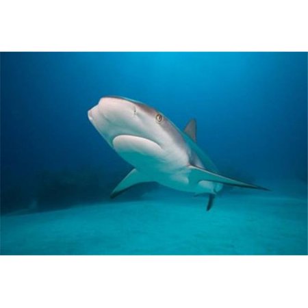 Posterazzi PDDCA05PSO0040 Bahamas Freeport Caribbean Reef Shark Swimming Poster Print by Paul Souders - 35 x 23 in.