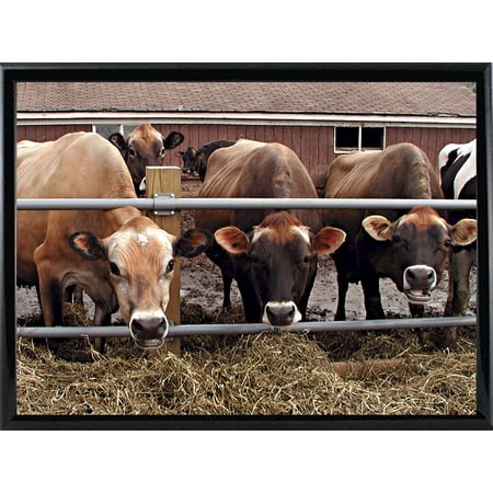 Cows-THOLIN81314 Print 10"x14" by Thomas Linker in a Black Metal Frame