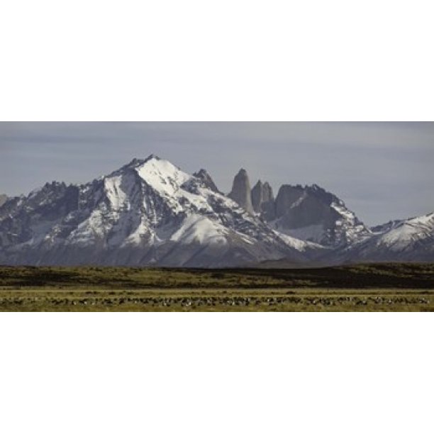 Field with snowcapped mountains Paine Massif Torres del Paine National Park Magallanes Region Patagonia Chile Stretched Canvas - Panoramic Images (15 x 7)
