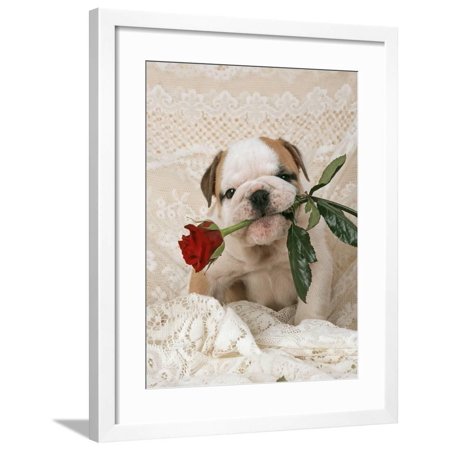 Bulldog Puppy with Rose in Mouth Framed Print Wall Art