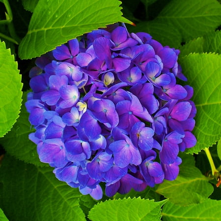 Hydrangea Plants Hydrangea Bulbs Hydrangea Bulbs For Sale Hydrangea Bulbs For Planting Hydrangea Plants Live Garden Decoration Growing In Pots
Hydrangea Plants Hydrangea Bulbs Hydrangea Bulbs For Sale Hydrangea Bulbs For Planting Hydrangea Plants Live Garden Decoration Growing In Pots