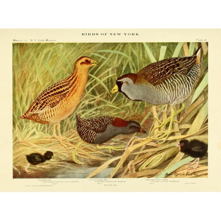 Birds of NY 1914 Rails 2 Poster Print by LA Fuertes