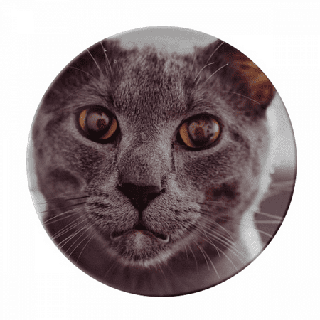 Animal Big Eye Gray Cat Photograph Plate Decorative Porcelain Salver Tableware Dinner Dish
Animal Big Eye Gray Cat Photograph Plate Decorative Porcelain Salver Tableware Dinner Dish