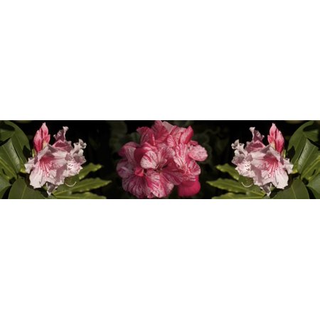 Close-up of Rhododendron flowers Canvas Art - Panoramic Images (36 x 12)