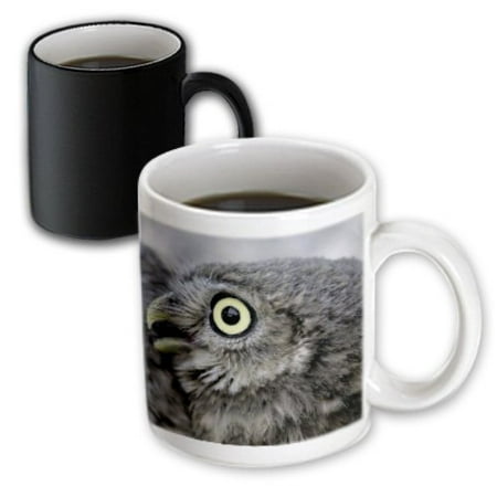 3dRose Little owl Athena noctua Aragon Spain Europe Magic Transforming Mug 11oz
3dRose Little owl Athena noctua Aragon Spain Europe Magic Transforming Mug 11oz