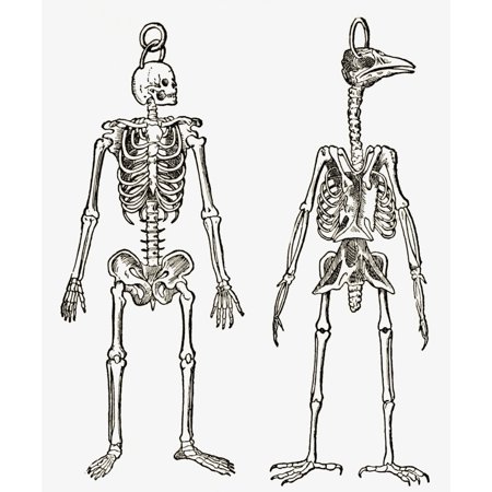 Skeletons Of A Man And A Bird Drawn To The Same Scale From The Strand Magazine Published 1897 PosterPrint