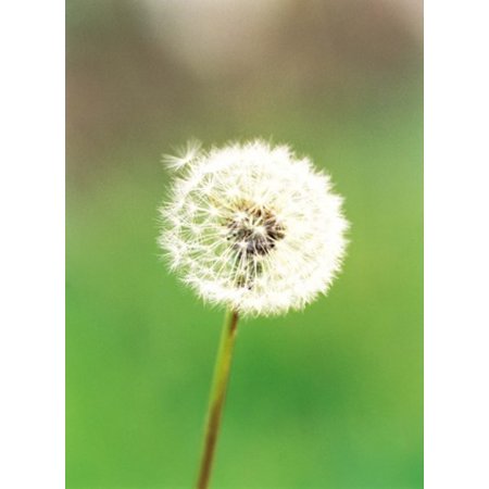 Dandelion seeds close-up view Stretched Canvas - Panoramic Images (18 x 24)