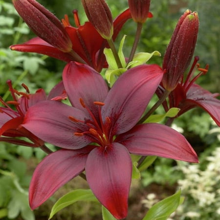 Van Zyverden Lilies, Black Jack, Set of 8 Bulbs