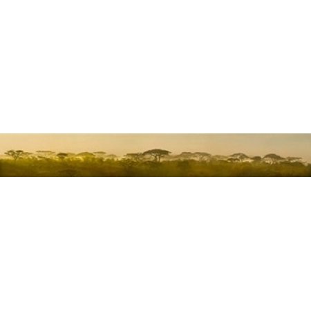 Acacia trees at dawn Tanzania Canvas Art - Panoramic Images (44 x 7)