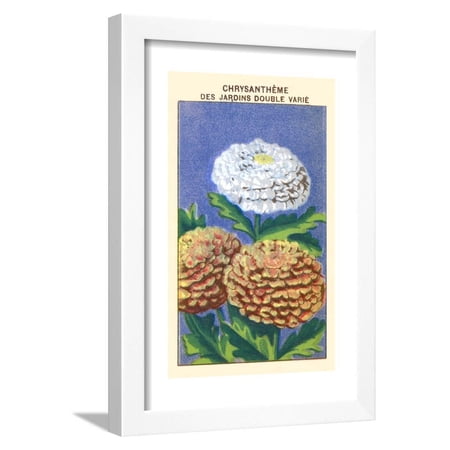 Chrysantheme Des Jardins Double Varie Framed Print Wall Art